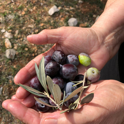 Kores Estate Greek Extra Virgin Olive Oil | Single-Estate PDO Manaki EVOO