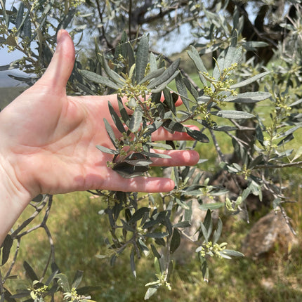 Kores Estate Greek Extra Virgin Olive Oil | Single-Estate PDO Manaki EVOO